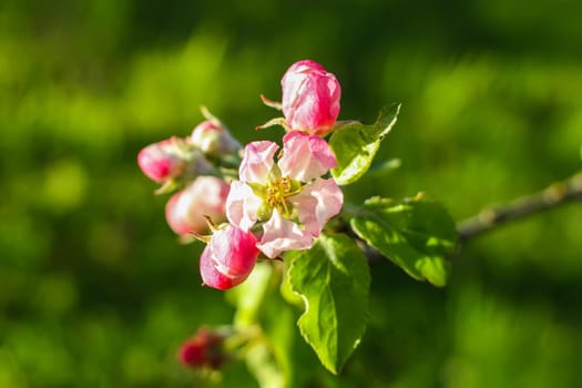 Blooming apple tree at spring in the countryside.