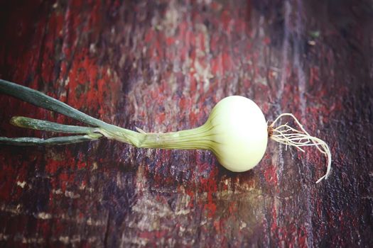 Fresh raw peeled onion on the wooden table.