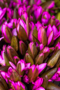 blossom lotus whiite and pink flower close up background.