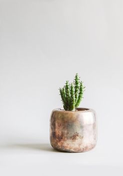 Cactus in the copper pot. Decorative plant in minimalistic modern room interior.