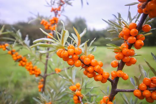 Branch of orange sea buckthorn berries in autumn park. Seasonal berry harvest in countryside.