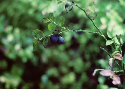 Ripe fresh blueberry growing in the forest at summer