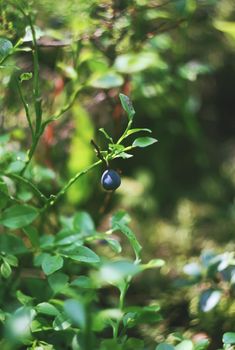 Ripe fresh blueberry growing in the forest at summer