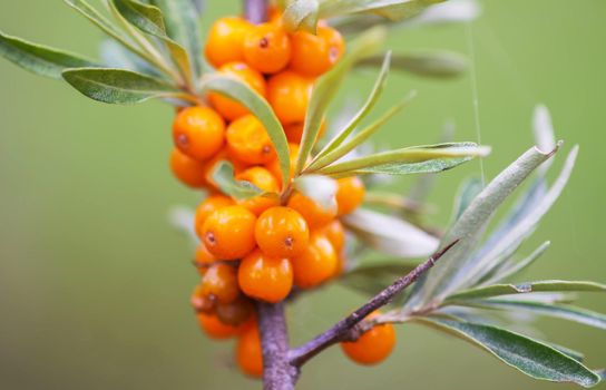 Branch of orange sea buckthorn berries in autumn park. Seasonal berry harvest in countryside.