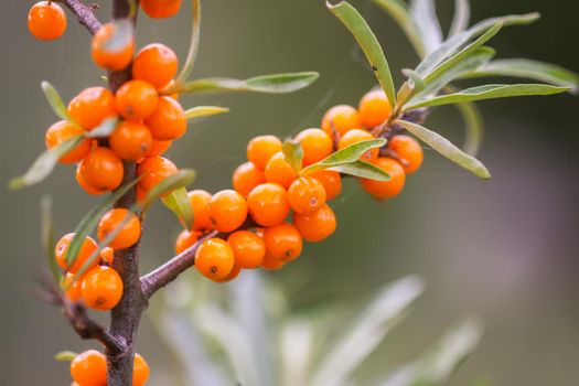 Branch of orange sea buckthorn berries in autumn park. Seasonal berry harvest in countryside.