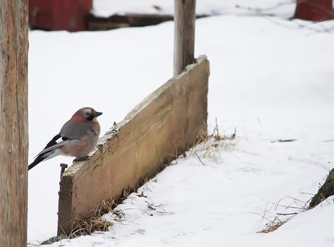 Eurasian jay, Garrulus glandarius bird at winter outdoors