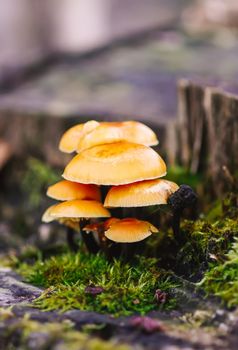 Forest mushrooms on tree stumpwith green moss. Honey agaric mushrrom.