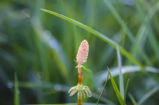 Horsetail plant or Equisetum herb growing in spring forest