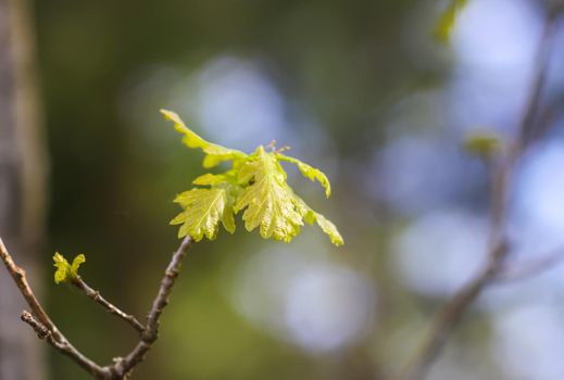 Young oak branch with green leaves in early spring in forest