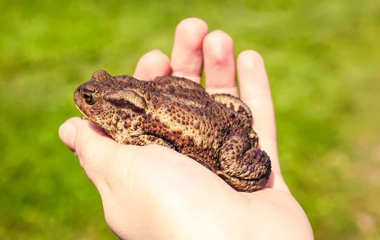 A child touching brown toad sitting on green summer grass in wild nature