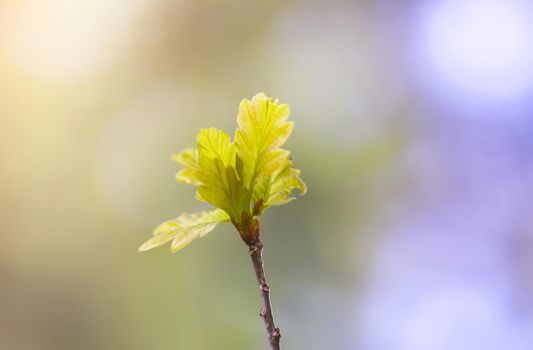 Young oak branch with green leaves in early spring in forest