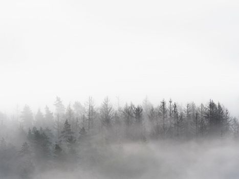 Foggy forest in a gloomy landscape. Trees in heavy morning fog