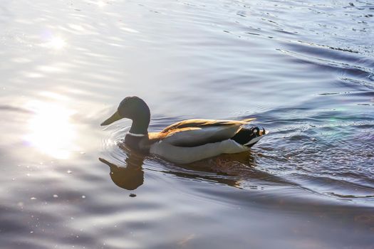 Wild ducks swimming on river surface in sunset light. Spring landscape in East Europe.