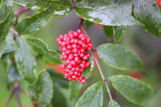 Sambucus racemosa plant. Common red elderberry, red-berried elder berries on the branch in the garden.