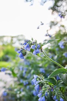 Blue summer flowers in a park.