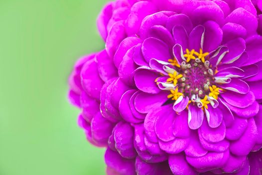 Purple Dahlia Pinnata flower close up