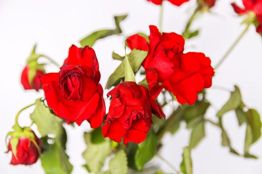 Bouquet of beautiful red roses on light background close up