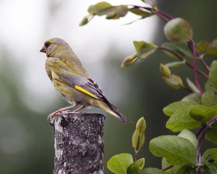 Flycatcher sitting on a tree stump outdoors