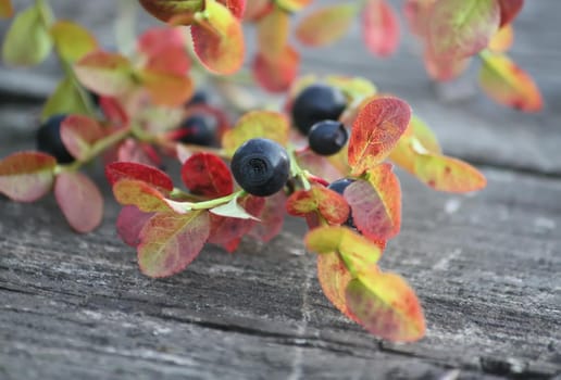 Ripe blueberry cluster on a blueberry bush on a wooden table