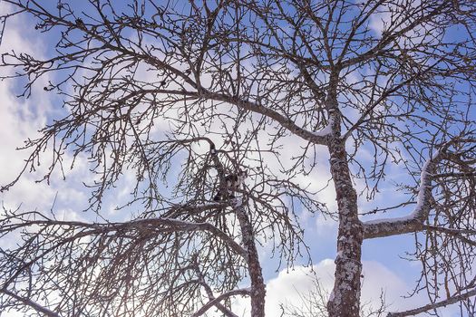 Black and white cat climbing on a large apple tree in winter day.