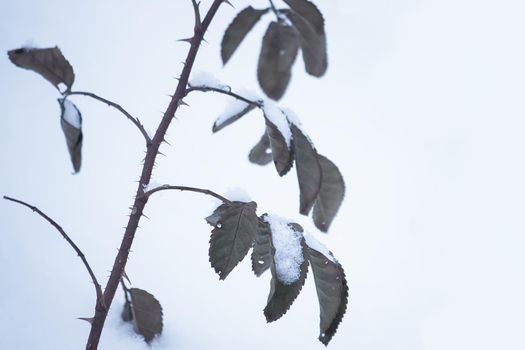 Plants in snow outdoors. Meadow in wintertime.