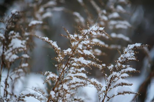 Goldenrod dry plants in snow outdoors. Meadow in wintertime.