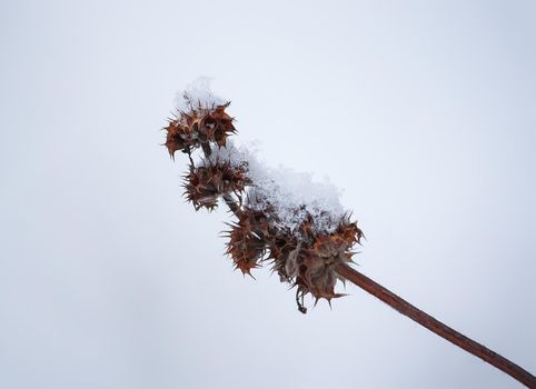 Plants in snow outdoors. Meadow in wintertime.