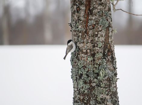 The Eurasian nuthatch or wood nuthatch. A small passerine bird.