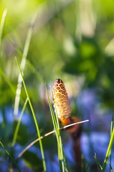 Horsetail plant or Equisetum herb growing in spring forest
