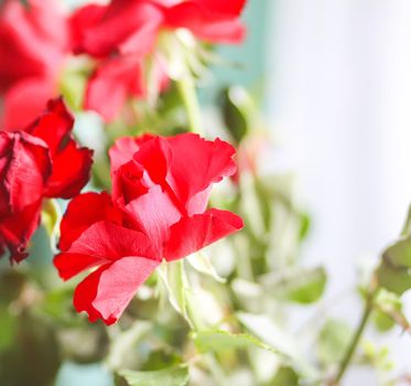 Bouquet of beautiful red roses on light background close up