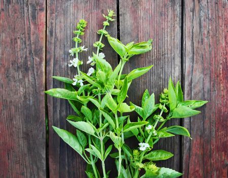 Fresh organic basilic plants on a wooden table.