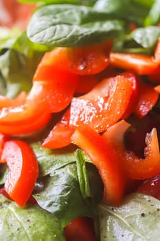 Fresh salad of the red tomatoes and spinach with olive oil, salt and pepper