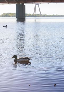 Wild ducks swimming on river surface in sunset light. Spring landscape in East Europe.