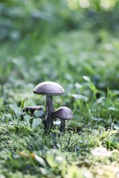 Brown edible mushroom in green grass in the forest. Leccinum scabrum or the rough-stemmed bolete