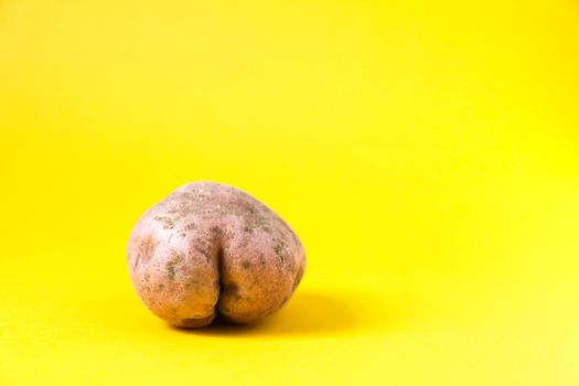 Raw funny potato in a shape of ass on bright yellow background.
