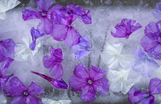 Ice cube with different summer flowers on green grass at summer.