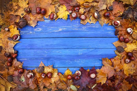 Aged blue wooden boards in a frame of dry brown chestnut leaves and ripe chestnuts or Aesculus hippocastanum fruits.