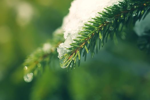 Snow covered fir tree branches outdoors. Winter nature details.