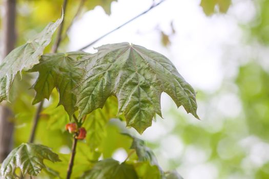 Young leaves of maple tree in spring forest.