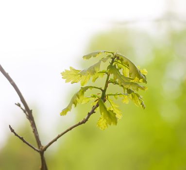 Young oak branch with green leaves in early spring in forest