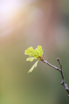 Young oak branch with green leaves in early spring in forest