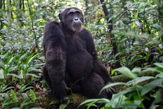 Close up image of chimpanzee within the forest of the Kibale National Park, Uganda, Africa