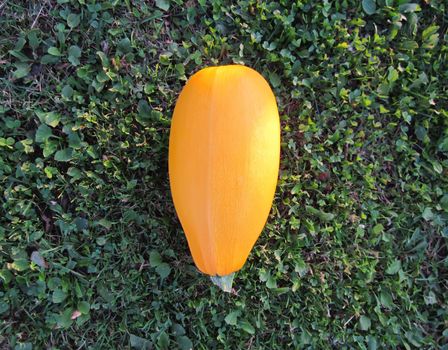 A large yellow vegetable marrow on the green grass background.