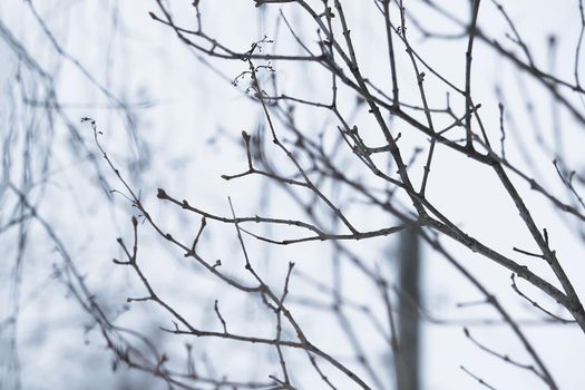 Bare tree branches outdoors in wintertime close up