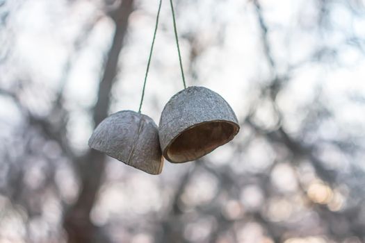 Authentic decor of shell of the coconuts hanging on the tree branch in autumn garden.