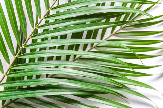 Green leaves of palm tree on a white background close up