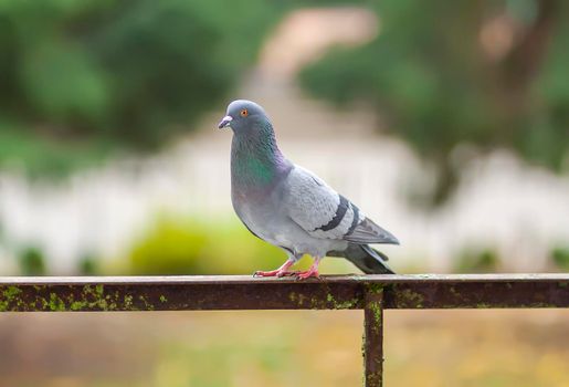 Funny Pigeon bird on balcony railing outdoors.