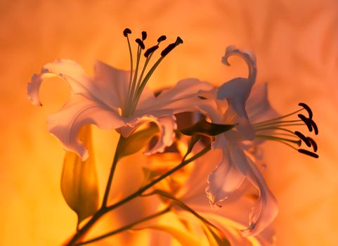 White lily flowers in warm candle light indoors.