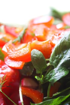 Fresh salad of the red tomatoes and spinach with olive oil, salt and pepper