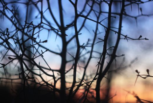 Silhouettes of branches of a tree on spring sunset background.